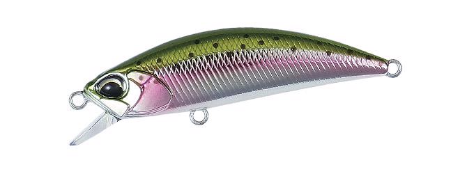 MCC4036 Rainbow Trout
