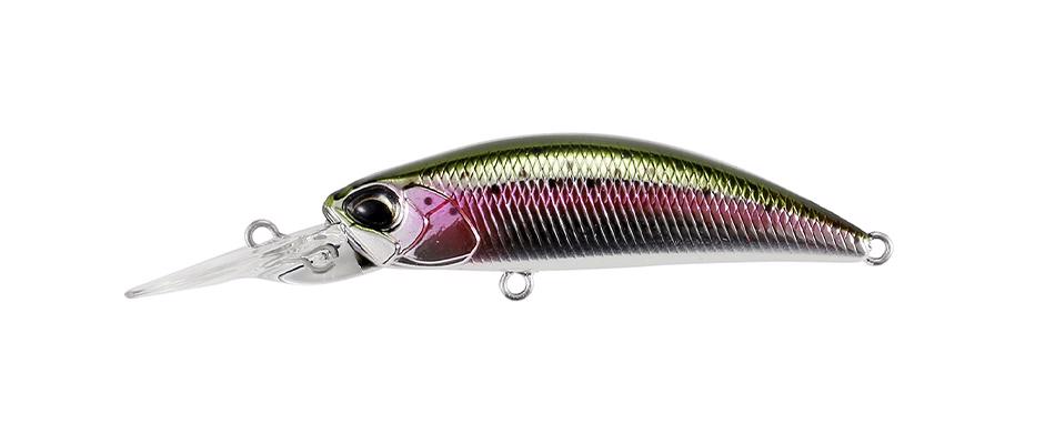 MCC4036 Rainbow Trout