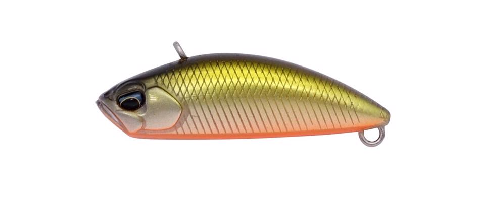 CSA4047 Tennessee Shad